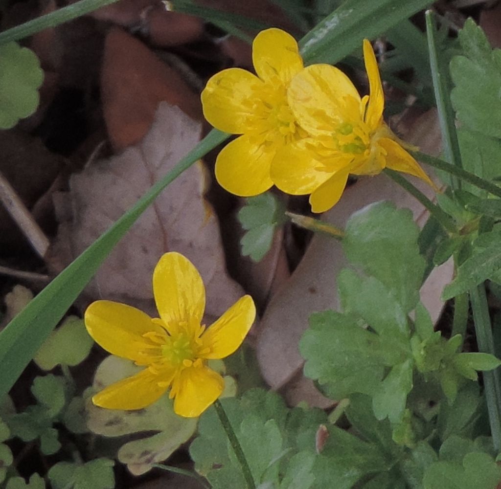 Ranunculus cfr. repens